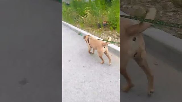 бандитка смотреть онлайн