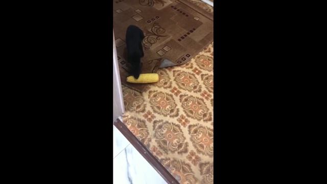 Все в дом!!!