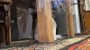 Облако в лапах: знакомство с самой пушистой кошкой на свете