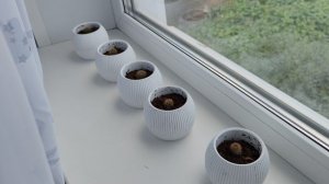 Кактусы в горшках на деревенском окне
