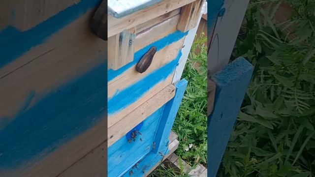 работают пчелы.