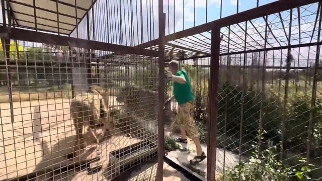 Ничего НЕ ПРЕДВЕЩАЛО БЕДЫ! Этот лев АТАКОВАЛ Олега Зубкова через пол часа после выпуска…