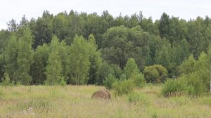 В региональном Министерстве лесного хозяйства подвели итоги полугодия