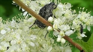 Жуки ползают в опасной близости от цветочного паука