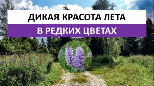 Дикая красота лета — лесная прогулка, деревня, полевые цветы и река в начале июля