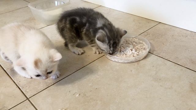 Котятам кошки Кайли 29 дней. Отварная курочка.