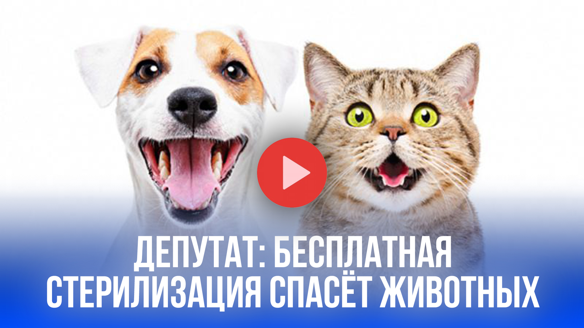 Депутат: бесплатная стерилизация животных — решение проблемы бездомных и экономия бюджета