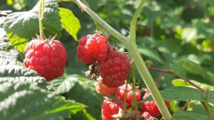 гуляю в обеденный перерыв, навожу себе красоту, мариную огурцы, спеет ягода, сломанная яблоня