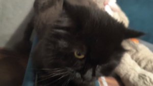 Новый проект - КОТЮРЫ