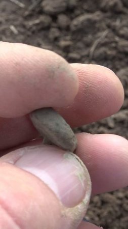 Пимпа Рубрика неведомое нечто #shorts #пимпа #неведомоенечто  #metaldetecting #металлоискатель