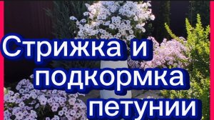 Обрезка и подкормка петунии