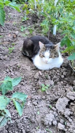 Кот на грядке