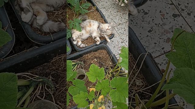 Короткий сон во время дождя. #котики