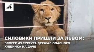 Силовики пришли за львом: блогер из Сургута держал опасного хищника на даче