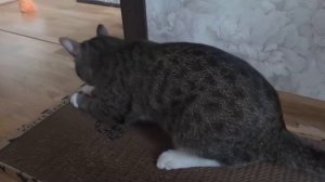 Единственная когтеточка, которая нравится!❤️