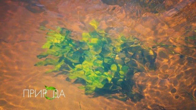 Видео для релакса