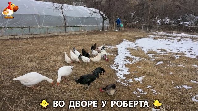Содержание кур в домашних условиях и других птиц во дворе у Роберта 🐣🐤🦆🐔🪿🦃 (51)