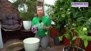 🌿 Как ухаживать за мимозой (акацией) в домашних условиях