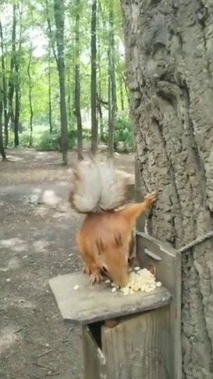 Белка кушает орешки