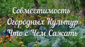 Совместимость Огородных Культур. Соседи по Грядке, Компаньоны и Антагонисты, Подробный Список