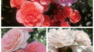 Обработка огурцов и помидор борной кислотой, наши розы 😉🌹