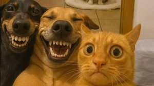Самые смешные видео с животными №10.😂😂😂 Лучшие приколы коты и собаки. 😆 Смеялся до слез. 🤣🤣🤣