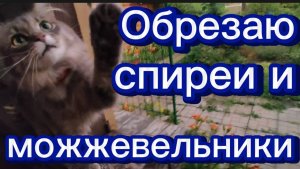 Обрезала спиреи и молодые можжевельники. Гроза и красота...