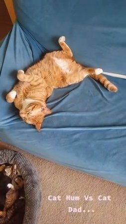 cat num vs cat