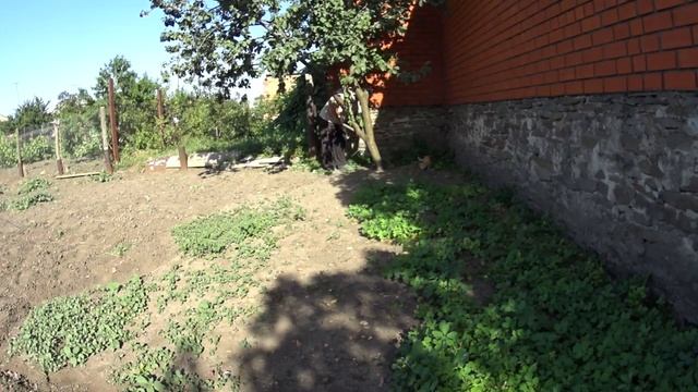 С ТЯПКОЙ НАПЕРЕВЕС ПОКОРЯЕМ ПРОСТОРЫ ОГОРОДА!!!ПЕРВЫЙ ОГУРЧИК В ОТКРЫТОМ ГРУНТЕ!!