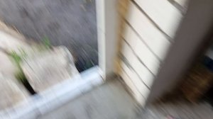 обзор на моего кота