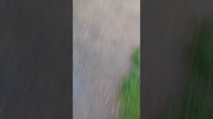 Гуляю с ромой