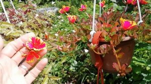 Портулак декоративный, цветы на штанге...