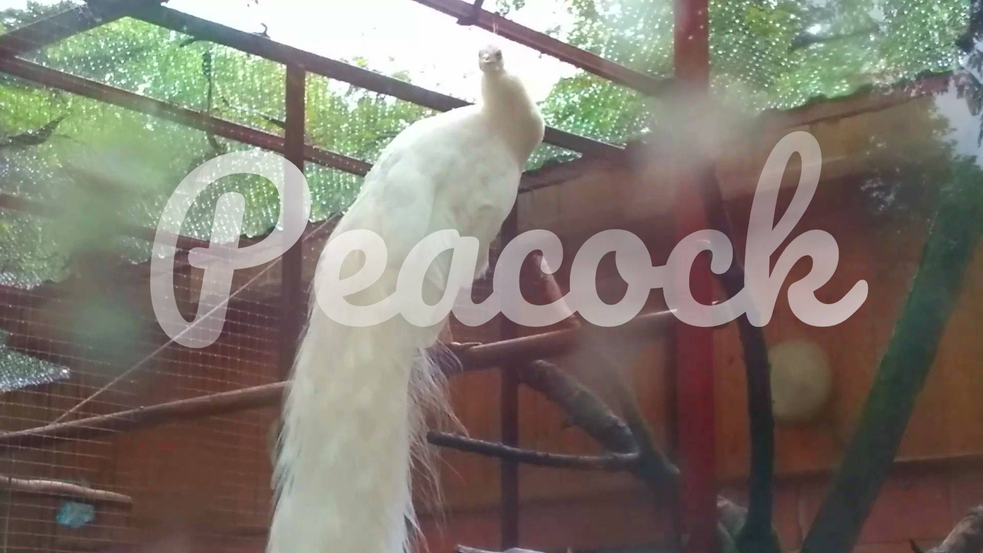 Peacock