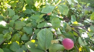 Что вырастим, то и едим