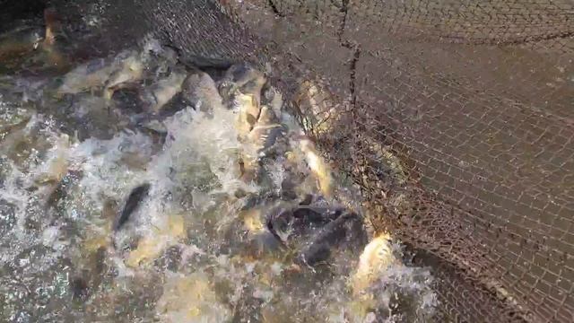 Запуск карпа смотреть онлайн