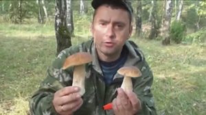 Масса белых грибов! Бывает так ведь!