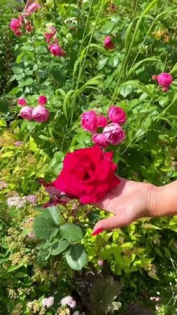 Еще один вариант как правильно черенковать розы🌹