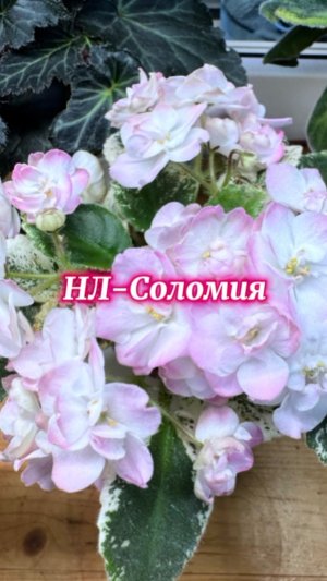 НЛ-Соломия. От листочка до цветочка