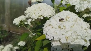 Дела огородные с самого утра. Помидоры требуют усиленную подвязку.