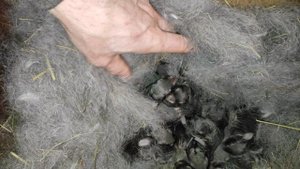 Кролику 5 дней