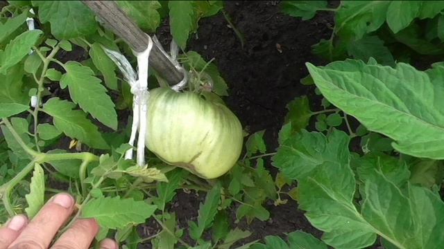 Участок, середина июля.
