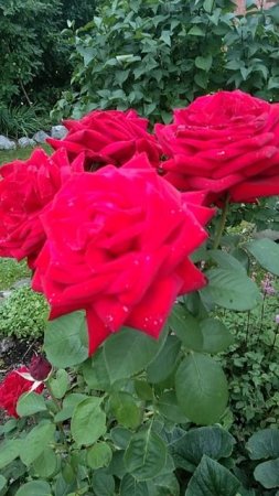 Прекрасная незнакомка😍🌹