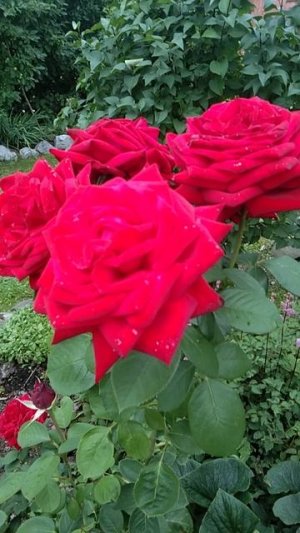 Прекрасная незнакомка😍🌹