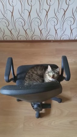 Кот и сохранение импульса