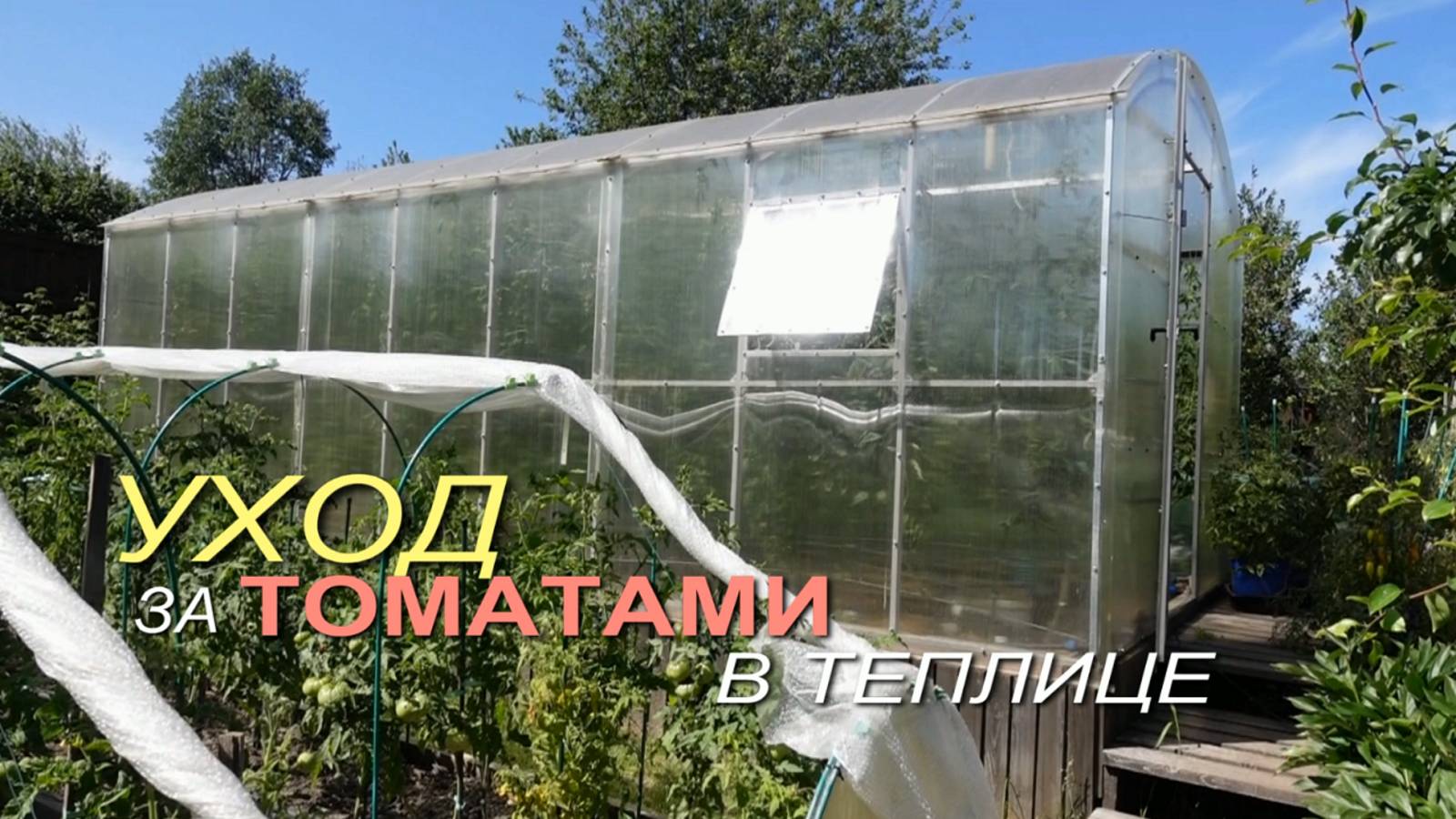 Уход за ТОМАТАМИ в теплице /июль/. Советы от ЗЕЛЕНОГО ОГОРОДА!