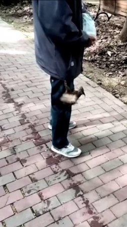 Ручные белки в Царицино