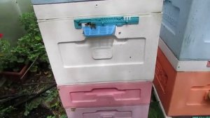 пчелы пришли в роевое состояние в июле, часть 3 , все рамки отстроены , роевого нет , 15.07.2025