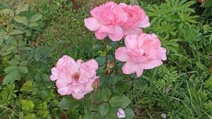 Sadovyy ugolok. Красавица - Роза.