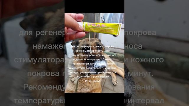 как вылечить собаке нос за 3 дня