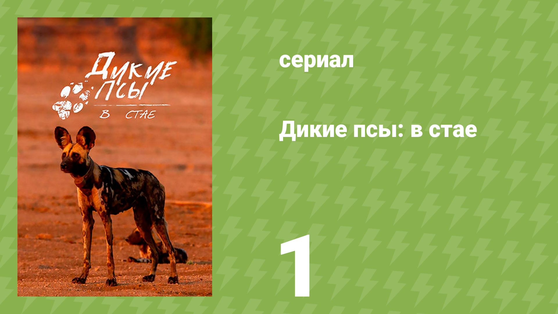 Дикие псы: в стае 1 сезон 1 серия «Знакомство со стаями» (документальный сериал, 2022)
